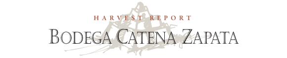 Bodega Catena Zapata - Harvest report